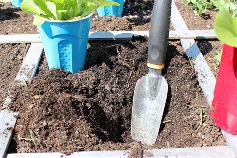 Learn How To Transplant Your Plants Into Your Garden