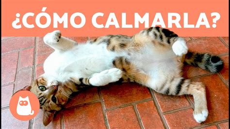 C Mo Calmar A Una Gata En Celo Se Puede Esterilizar A Una Gata En