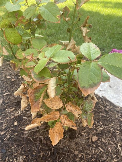 Rose diagnosis? : r/gardening