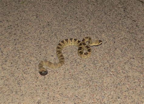 Western Black Tailed Rattlesnake Crotalus Molossus At Herpedia