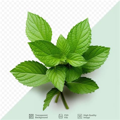 Premium PSD Fresh Mint Leaves Isolated On Transparent Background