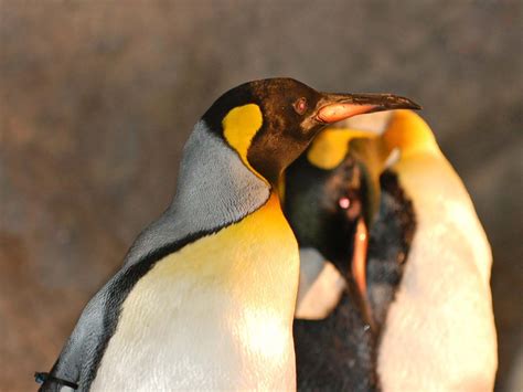 The Online Zoo - King Penguin