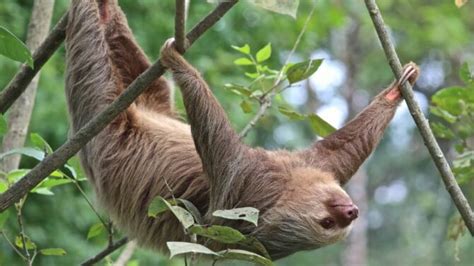 Sloths: Facts, Characteristics, Behavior, Diet, More