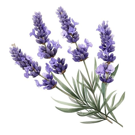 lavender clip art 3