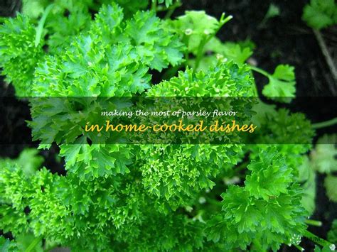 Bringing Out The Best In Parsley Tips For Enhancing Its Flavor In Home Cooked Dishes Shuncy