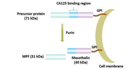 Mesothelin A Rising Star Of Cancer Immunotherapy Cusabio