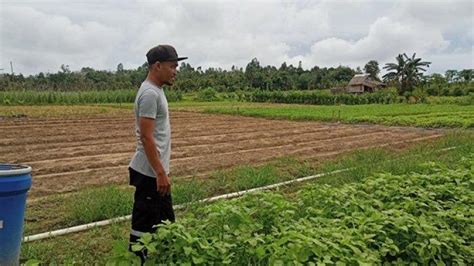 Soal Harga Sawi Jatuh Petani Bangka Kesal DPKP Babel Beberkan Faktor