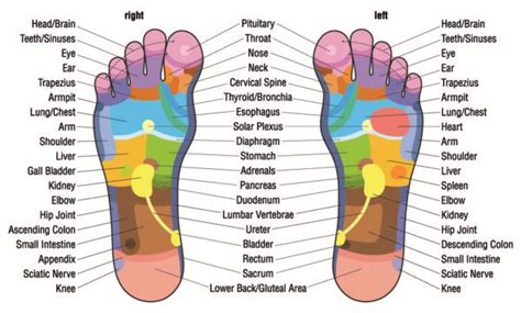 The Acupressure Points on Your Feet: A Basic Guide - Women Fitness Org