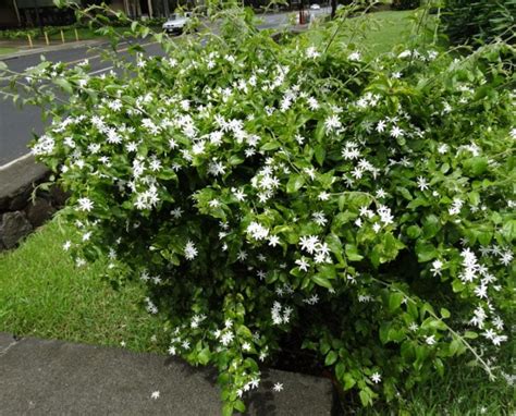 Jasminum Multiflorum Star Jasmin Growing Guide