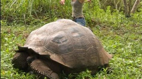 Descubren una nueva especie de tortuga gigante en Galápagos HCH TV