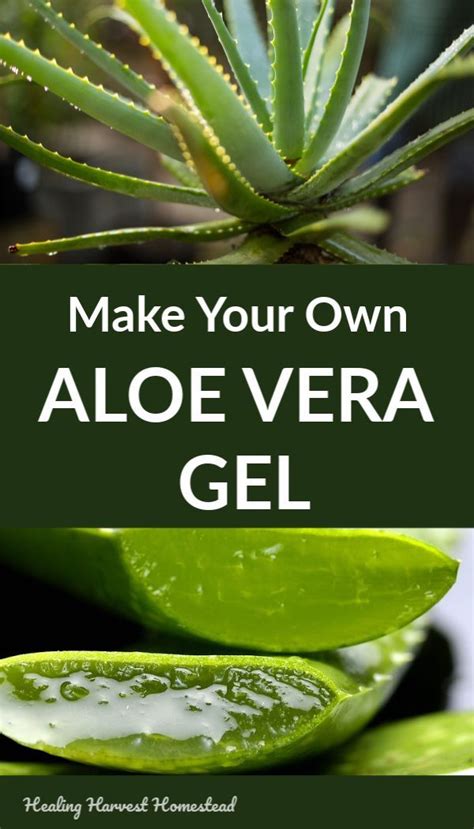 How To Make Your Own Aloe Vera Gel And 8 Ways To Use It Plus Facts About The Aloe Plant And Why