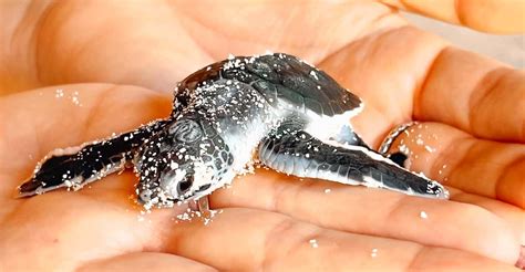 isla saona snorkeling wildlife safari  inclusive getyourguide