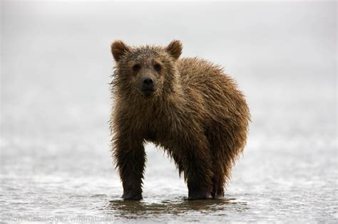 Brown Bear Cub | Photos by Ron Niebrugge