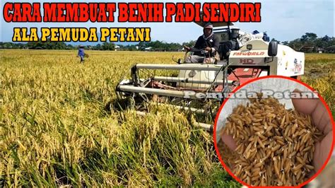 Tutorial Membuat Benih Padi Untuk Musim Berikutnya Pemuda Petani