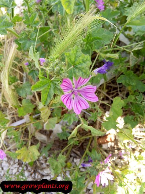 Malva sylvestris - How to grow & care