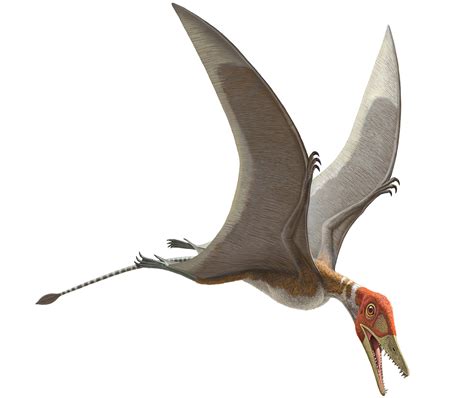 Pterosaurs Flight In The Age Of Dinosaurs How Did Prehistoric