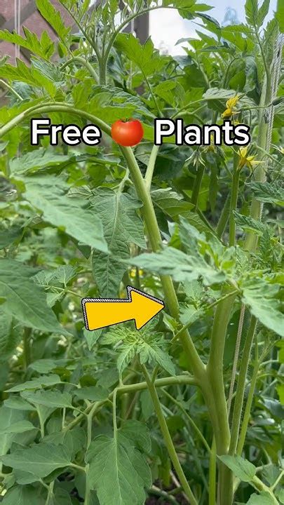 Tomato Propagation Easiest Way To Make More Tomato Plants 🍅 Gardening Youtube