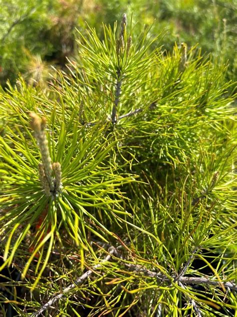 Pinus Virginiana Virginia Pine 2 Pot Native Plants