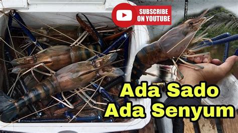 Udang Galah Jenggo 90 Giant River Prawn Sungai Suai YouTube