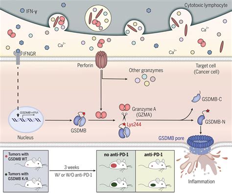 Granzyme A From Cytotoxic Lymphocytes Cleaves Gsdmb To Trigger