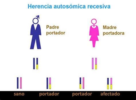 3 Herencia En La OI Y Opciones Reproductivas Share4Rare