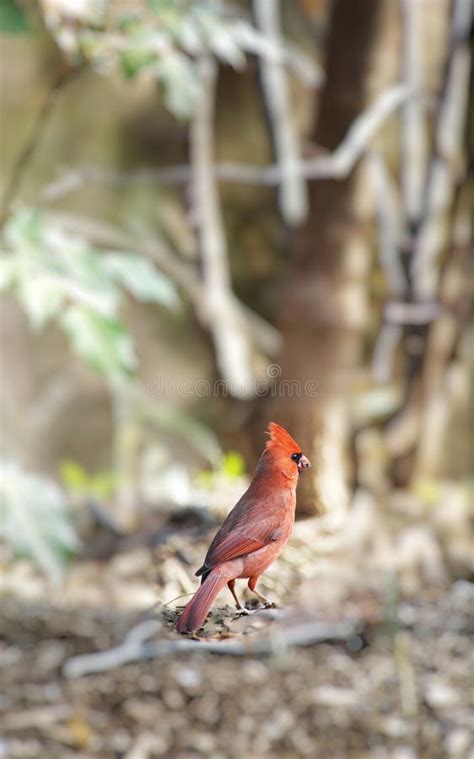 Northern Cardinal in Winter Stock Photo - Image of snow, limb: 12435532