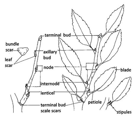 Introduction To Plant Morphology Red Seal Landscape Horticulturist