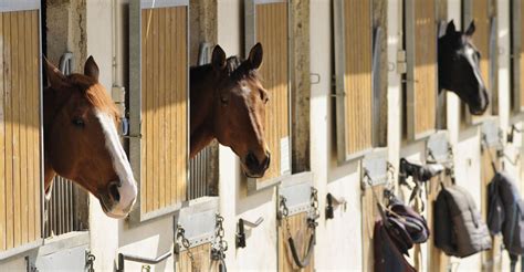 Passional du matériel décurie fiable pour le confort du cheval Lacmé