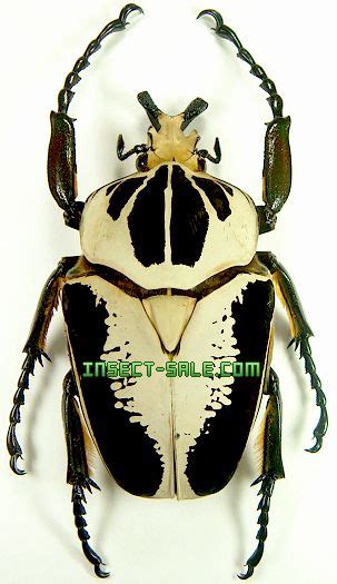 Insect-Sale.com - Goliathus regius - Goliathus-regius.jpg - insecte ...