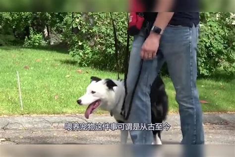 猫为什么离家出走后，就不愿意回来了，还是走的头也不回