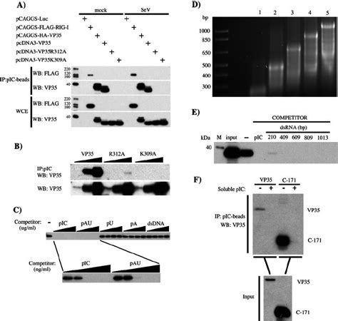 Ebola Virus Vp Binds To Dsrna A T Cells Were Transfected With