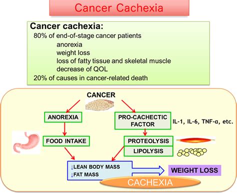 Elucidation Of Mechanisms Of Cancer Cachexia And Development Of Novel