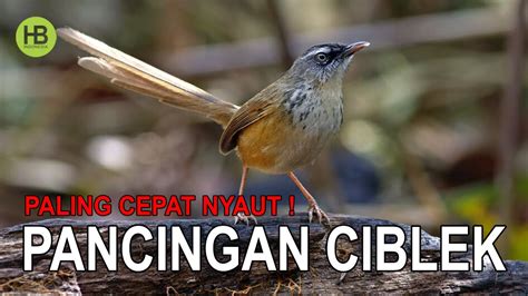 SANGAT AMPUH Pancingan Ciblek Paling Cepat Nyaut Dan Bikin Ciblek Gacor