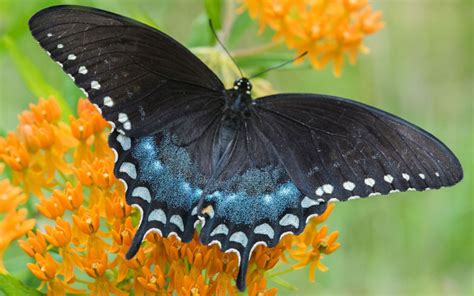 Black Swallowtail Butterfly - Species Profile & Facts - Insectic