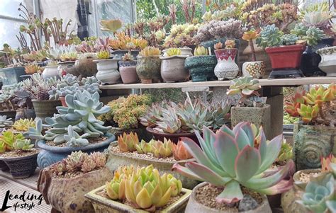 Succulents Vs Cactus A Comprehensive Look At All The Differences Leading Lifestyle