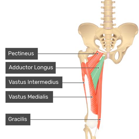 acampar Resistente Cartero adductor longus anatomy mendigo apoyo ...