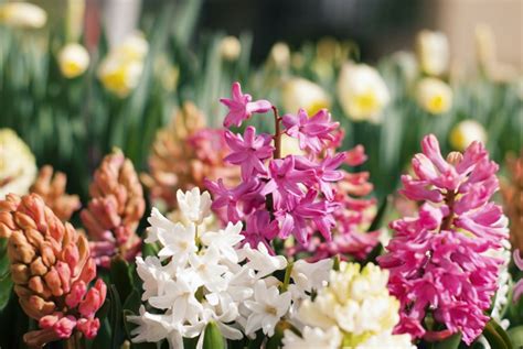 25+ Best Hyacinth Types & Easy Guide on How to Grow Them