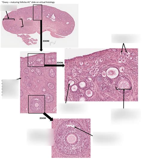 Ovary Histology Diagram | Quizlet