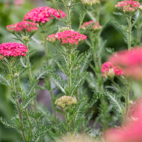 Szkółka Bylin Dobrepole Achillea millefolium Sassy Summer Taffy