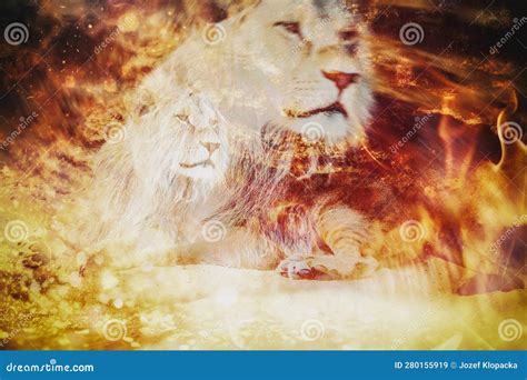 A Majestic White Lion Sits Before A Roaring Fire Embodying The Fiery