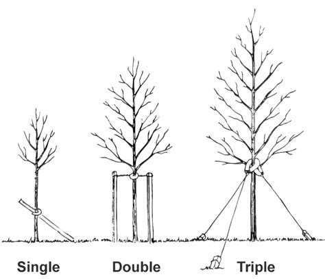 How To Stake A Newly Planted Tree And How Long To Leave It Staked