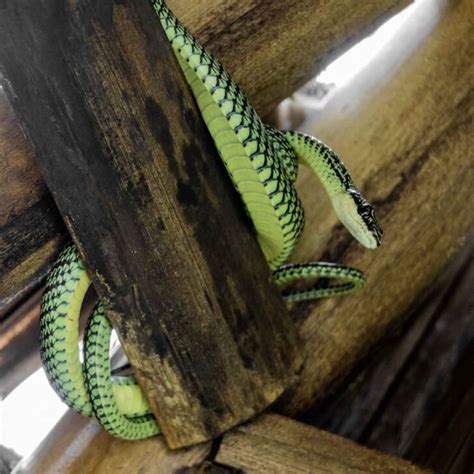 10 Exciting Facts About Flying Snakes - Factopolis