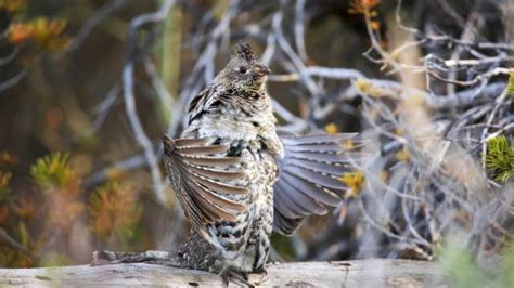 Birdshot Podcast An Upland Hunting And Wingshooting Podcast