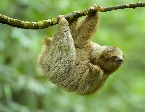 Threetoed Or Threefingered Sloths From Costa Rica Stock Photo ...