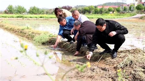 湖南娄底：抢抓农时插秧忙凤凰网视频凤凰网