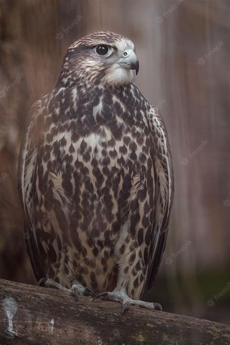 Premium Photo | Saker falcon