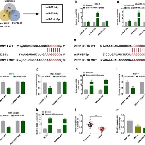 CircMMP11 Increased ZEB2 Expression Through Sponging MiR 625 5p A