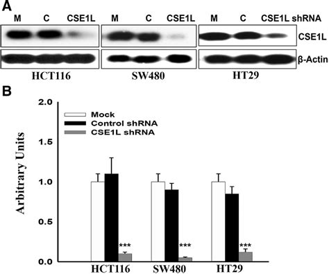 Knockdown Of Protein Expression In Hct116 Sw480 And Ht29 Colorectal