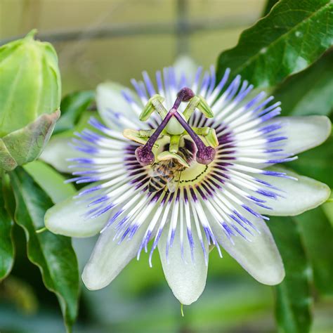 Passiflora caerulea Clear Sky Passiflore à grosses fleurs blanches et