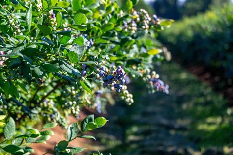 When And How To Prune Blueberries To Maximize Your Harvest